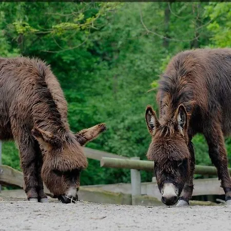 Zum Sterngaesschen * Ludwigshafen am Rhein